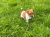 Jack Russel pups