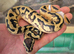 CB26 Female/male Fire Pastel Pied baby Royal Pythons
