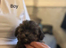 Poochi babies rare chihuahua x toy poodle puppies