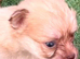 Puppies