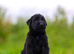 Working line Giant schnauzer puppies