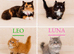 REDUCED Rare Munchkin Minuet (Persian Munchkin) Kittens