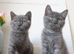Stunning British shorthair female