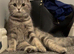 Scottish fold x BSH