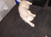 Male maine coon kitten for sale
