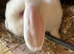 Dwarf lop female show standard