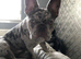 Lilac merle French bulldog