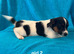 Jacks Russell puppies