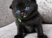 British shorthair kittens