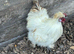 Silkies