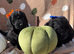 Beautiful Dixie babies