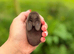 Baby Mini Lops
