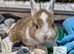 Bunnies to reserve ready for new homes between 15th to the 29th November