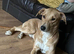 Saluki bull lurcher