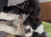 Pekingese puppies