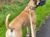 Mastiff mix