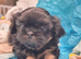 READY TO LEAVE NOW.  OPEN TO OFFERS KC stunning very tiny dobie baby boys