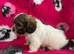 Cute & Cuddly Shorkie Puppies Available