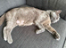 Rescue Yuna needs a loving family