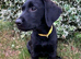 KC Reg | Carefully & Selectively Bred from Lines Closely Related to Multiple FTCH & Crufts Winners, with Versatility & Multi-Discipline in Mind