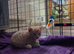 2 kittens 4 weeks old