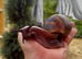 Archachatina marginata ovum XXL