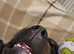 Male rottweiler