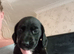 Poodle cross spaniel