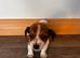 1 Jack Russels