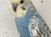 Lovely baby budgies