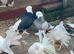 strong pigeons