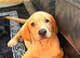 13 week old male