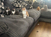 Gorgeous litter of British shorthair mix