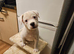 Akita cross puppies for sale