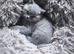 LITTLE LADY HARRIET, GCCF BLUE BRITISH SHORTHAIR