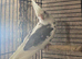 Cockatiel