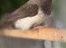 Bengali Finches