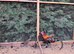 Red jungle fowl