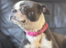 Boston Terrier Girl offers considered for right home
