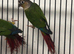 Hand Reared Stunning Young Conures