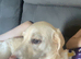 Female Labrador