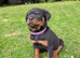 Beautiful Rottweiler pups