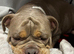Old English bulldog rehome