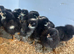 6x hatching eggs - Barred Plymouth Rock x Leghorn