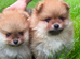 2 Beautiful Boy Pomeranian Puppies