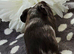 5 Boars available