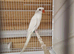 Indian ringneck white albino
