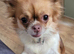 Female long haired red and white Chihuahua