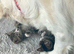 Gorgeous fluffy tabby and black and white kittens