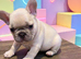 Adorable frenchie puppies